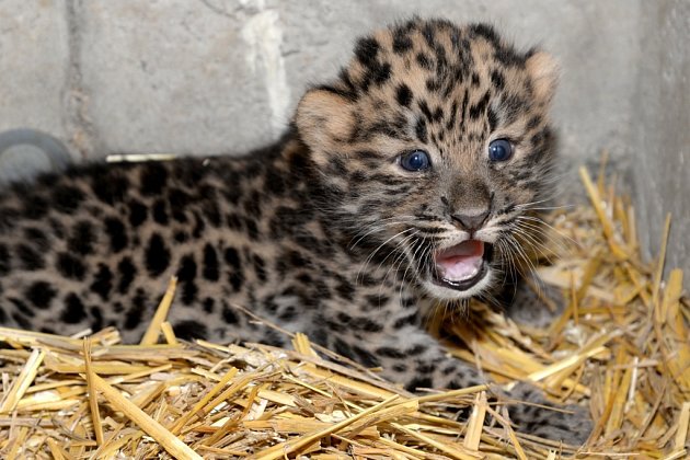 Zoo Olomouc se pochlubila kotětem vzácného levharta. 