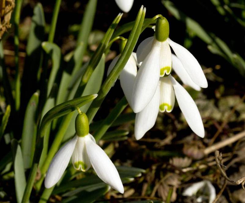 Sněženka na Českobratrské ulici v Olomouci. 21.3.2012