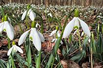 Koberce kvetoucích sněženek v lužním lese Litovelského Pomoraví, 10. března 2023