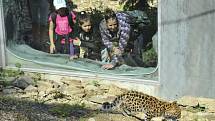 Nový výběh pro levharty mandžuské v olomoucké zoo