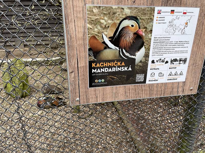 Kachnička mandarínská je k vidění i v ZOO Olomouc, 18. dubna 2021