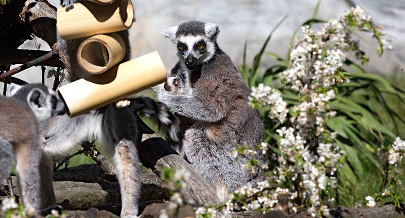 Zoologická zahrada Olomouc v době nouzového stavu.