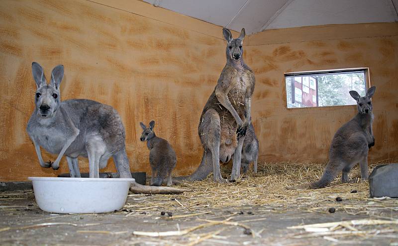 Klokan rudý v olomoucké zoo. Klokani si v zimě užívají vytápěné podlahy