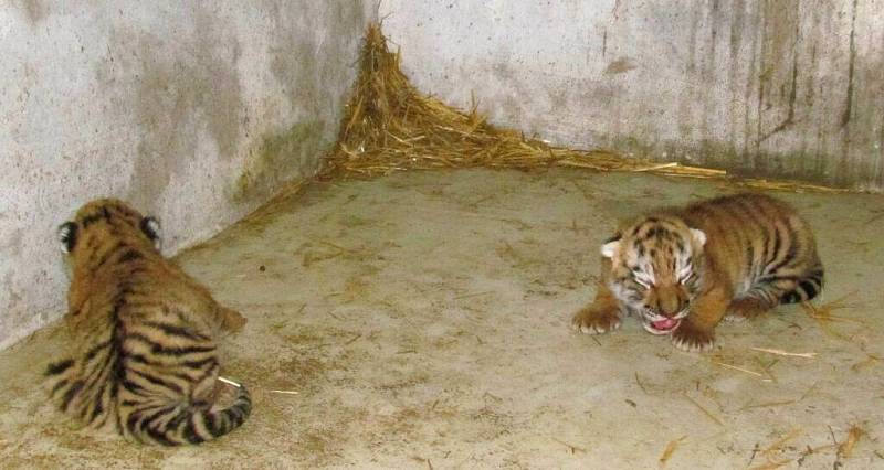 Dvojčata tygra ussurijského v olomoucké zoo