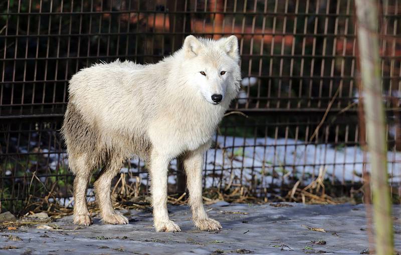 Uzavřená Zoo Olomouc na začátku února 2021