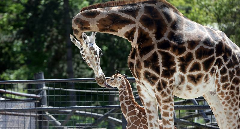 Žirafátko Sarifa narozené 26. dubna 2020 v olomoucké zoo
