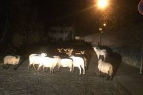 Strážníci naháněli uprostřed úterní noci na Svatém Kopečku ovce a kozy.