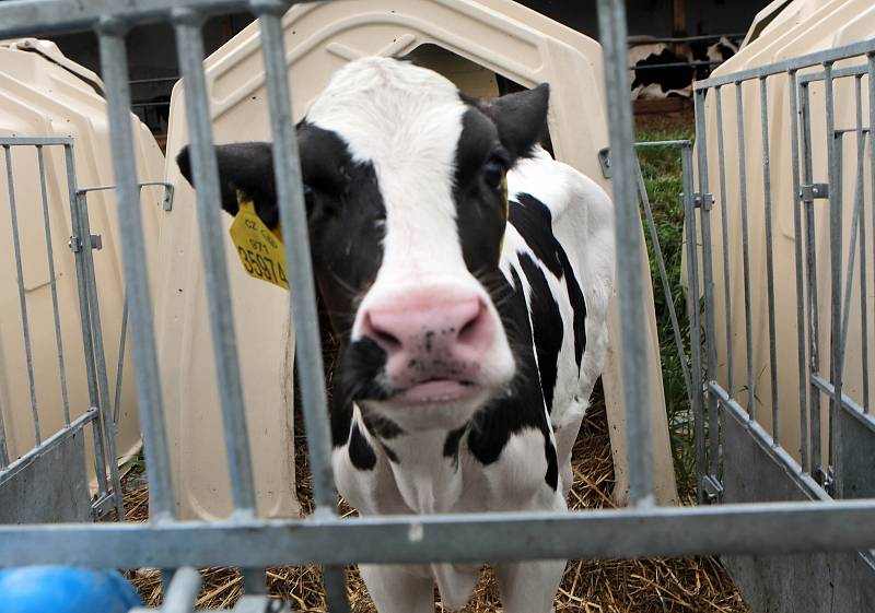 Doubravský dvůr - farma Václava a Šárky Osičkových