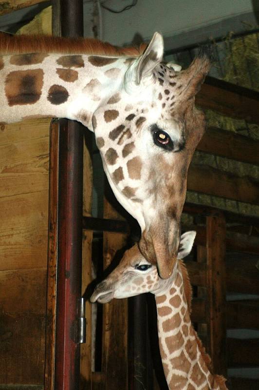 Žirafí holka Zwena v olomoucké zoo