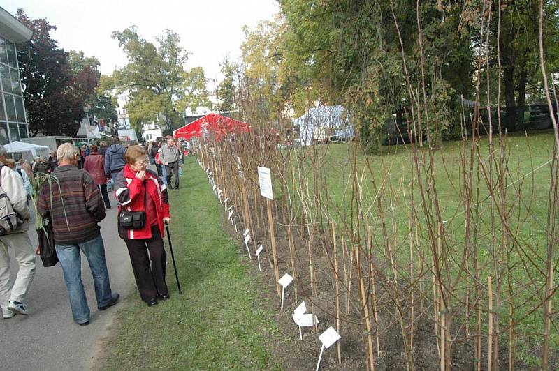 Podzimní Flora Olomouc.