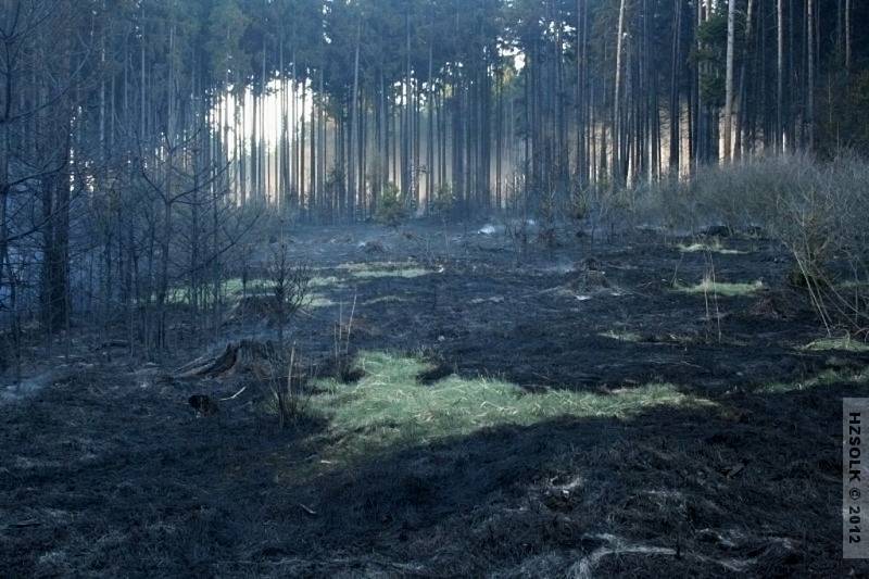 Požár lesa u Vilémova