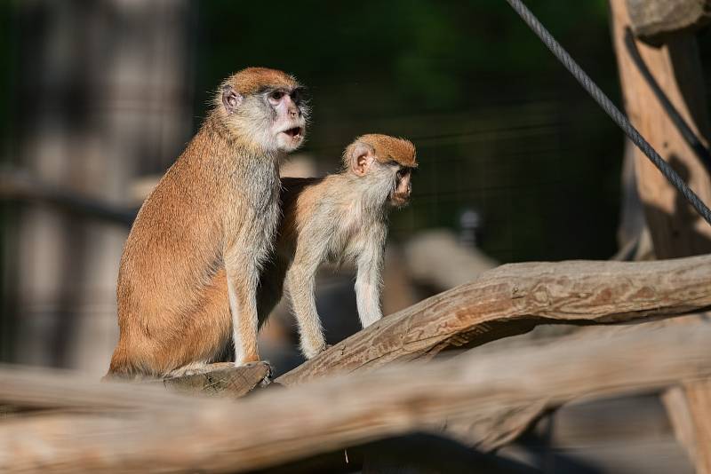 Hezké počasí a bezpočet čerstvě narozených mláďat jsou výzvou k procházce po zoo.