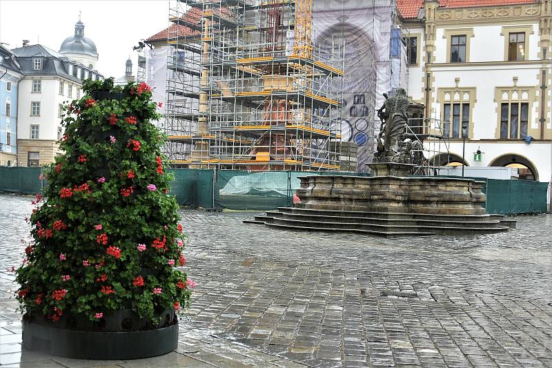 Instalace muškátové výzdoby na Horním náměstí v Olomouci, 5. 6. 2020