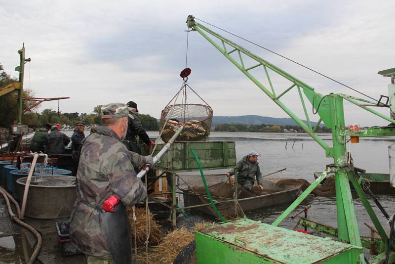 Rybí dobroty i živí šupináči lákají k Šumvaldskému rybníku na Uničovsku o tomto víkendu návštěvníky.