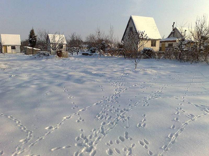 Zaječí stopy nad Křelovem, 16.1. Foto: Ladislav Stratil