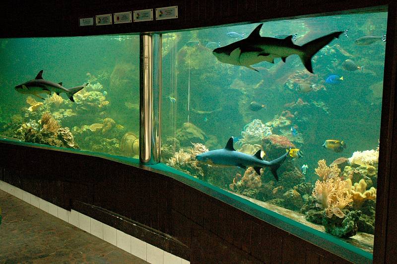 Žraloci v olomoucké zoo