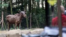 Safari Euroasie v olomoucké zoo na Svatém Kopečku