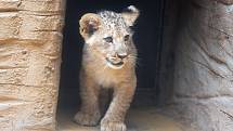 Jubilejní dvacáté lvíče lva berberského odchované v olomoucké zoo.
