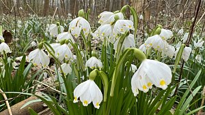 Kvetoucí krása v lužním lese Litovelského Pomoraví, 8. března 2024