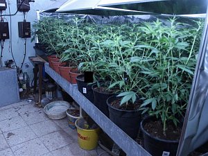 Pěstírny a zadržené rostliny konopí, které policie našla u skupiny výrobců marihuany z Olomoucka