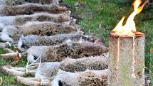 Myslivci na sobotním honu v okolí Senice na Hané ulovili 96 zajíců. Honu se zúčastnilo přes 60 střelců