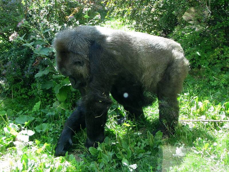 Zoo Zlín-Lešná: gorila