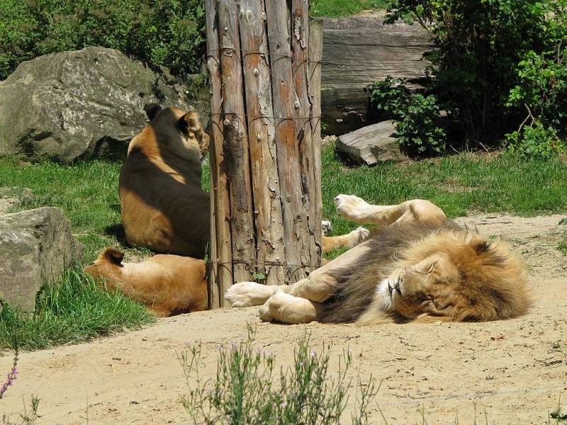 Zoo Zlín-Lešná: výběh lvů