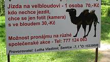 Zoo Zlín-Lešná: poutač na projížďku na velbloudovi