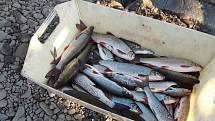 Hasiči zasahují u masivního úhynu ryb v řece Bečvě, 21. 9. 2020