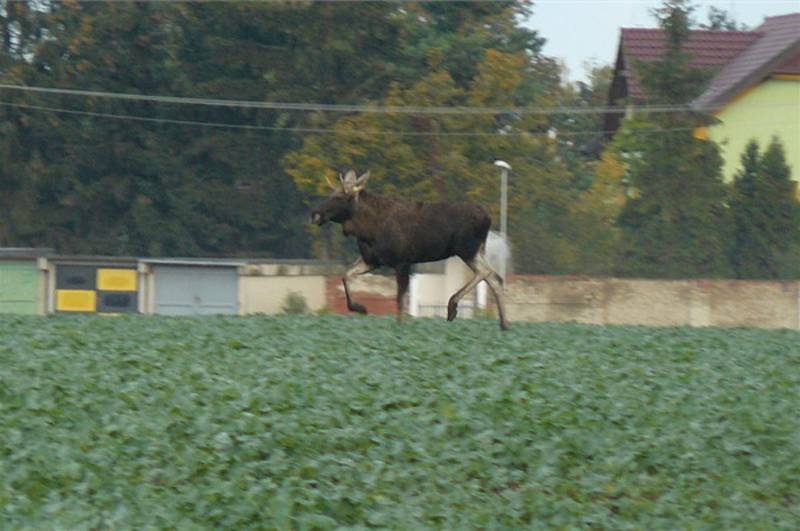 Samec losa evropského pohybující se na Moravě