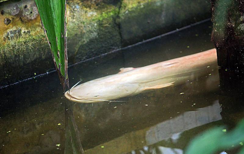 Jezírku tropického skleníku výstaviště Flora vládne sumec Pepa.