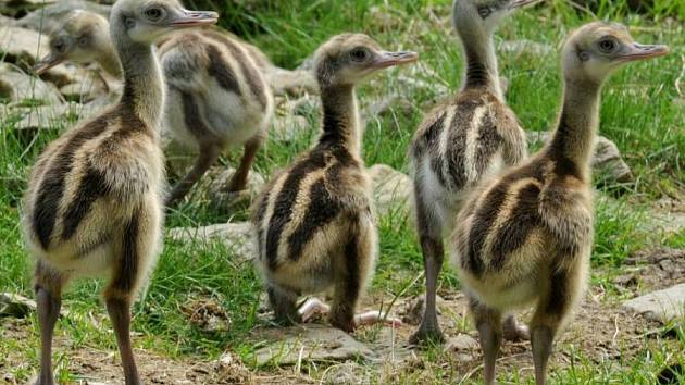 Mláďata nandu pampového v olomoucké zoo