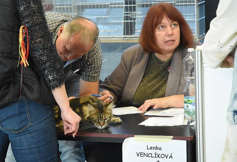 Výstaviště Flora - výstava koček prosinec 2022