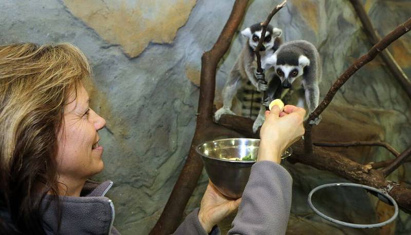 Krmení lemurů v olomoucké zoo