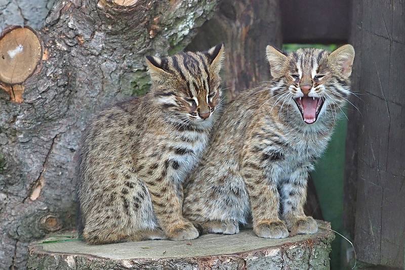 Návštěvníci zoo se už mohou potěšit pohledem na tři mláďata kočky krátkouché.