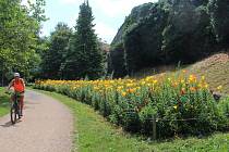 V parku pod katedrálou svatého Václava v těchto dnech do dálky září záhon barevných lilií.