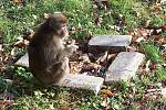 Tatin, uprchlý makak z olomoucké zoo, na sídlišti v Mariánském Údolí. Foto čtenářů z 25.11.2010