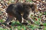 Tatin, uprchlý makak z olomoucké zoo, na sídlišti v Mariánském Údolí. Foto čtenářů z 25.11.2010