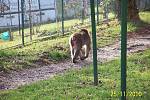 Tatin, uprchlý makak z olomoucké zoo, na sídlišti v Mariánském Údolí. Foto čtenářů z 25.11.2010