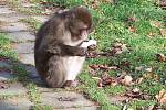 Tatin, uprchlý makak z olomoucké zoo, na sídlišti v Mariánském Údolí. Foto čtenářů z 25.11.2010