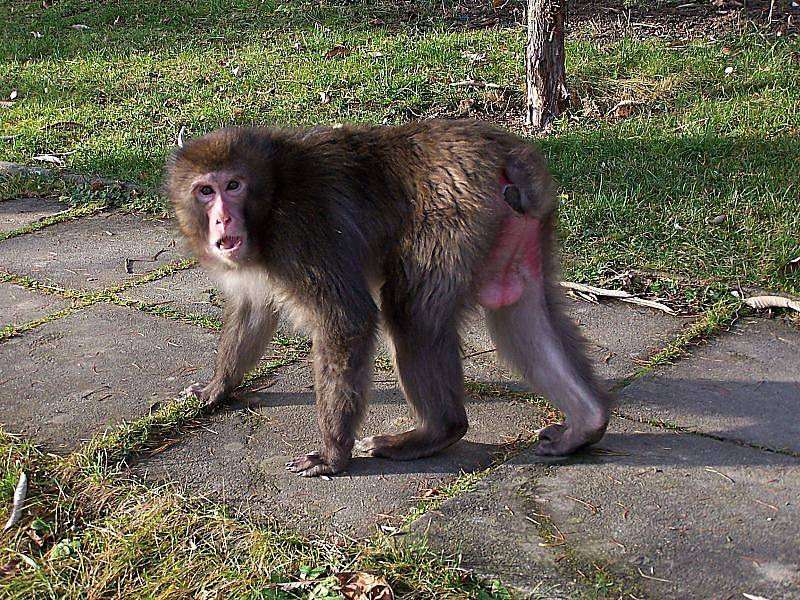 Tatin, uprchlý makak z olomoucké zoo, na sídlišti v Mariánském Údolí. Foto čtenářů z 25.11.2010