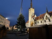 Olomouc už má svoji vánoční jedli. Dorazila z Hluboček. 7. listopadu 2021