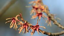 Vílín japonský ´Sulphurea´ (Hamamelis japonica), Zahrada pro nevidomé. Vilín japonský je původem z Japonska a Číny kde roste v horských lesích. Lidé ho pěstují v kultuře přibližně od druhé poloviny 19. století. V domovině roste jako strom s výškou až 10 m