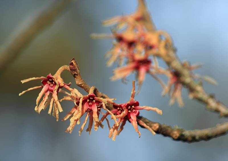 Vílín japonský ´Sulphurea´ (Hamamelis japonica), Zahrada pro nevidomé. Vilín japonský je původem z Japonska a Číny kde roste v horských lesích. Lidé ho pěstují v kultuře přibližně od druhé poloviny 19. století. V domovině roste jako strom s výškou až 10 m