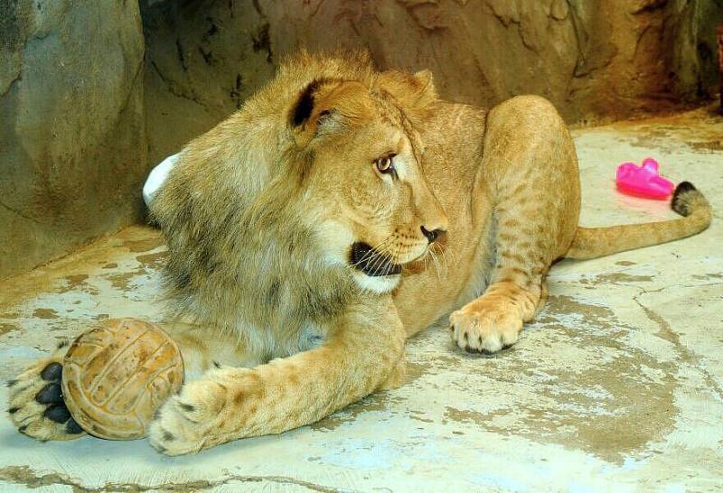 Mláďata lvů berberských v olomoucké zoo oslavila první narozeniny 