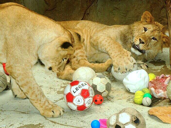 Mláďata lvů berberských v olomoucké zoo oslavila první narozeniny 