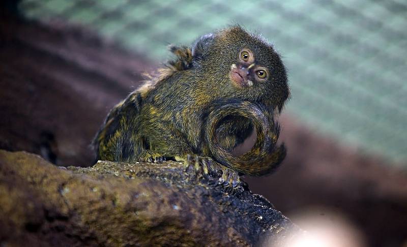 Uzavřená Zoo Olomouc na začátku února 2021