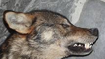 U dálnice D46 mezi Olomoucí a Prostějovem byl nalezen pravděpodobně vlk. Více sdělí analýza DNA.