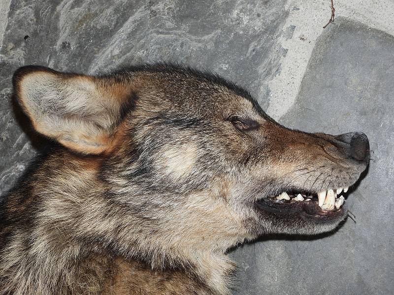 U dálnice D46 mezi Olomoucí a Prostějovem byl nalezen pravděpodobně vlk. Více sdělí analýza DNA.