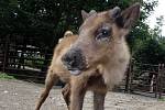 Stádo sobů polárních v olomoucké zoo na Svatém Kopečku si užívá v těchto horkých dnech vodní sprchy. Letos se rozrostlo o devět mláďat.